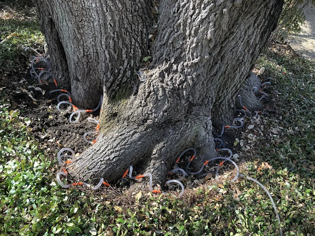 Detailed Tree Cabling and Bracing job site in Sale City