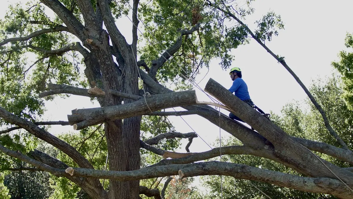 Professional Hazardous Tree Removal performed by certified arborists in Sale City