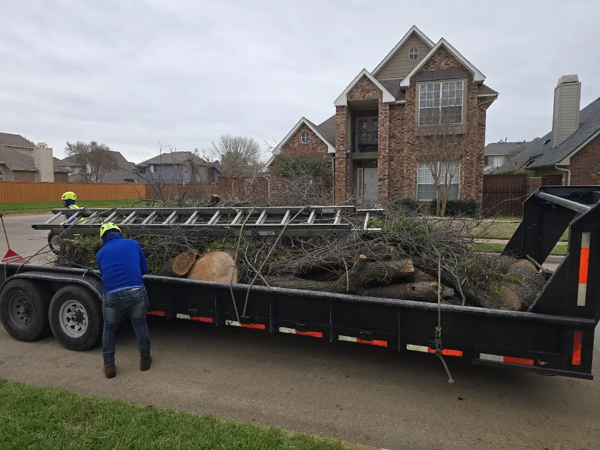 Expert Tree Pest Control with proper safety equipment in Sale City
